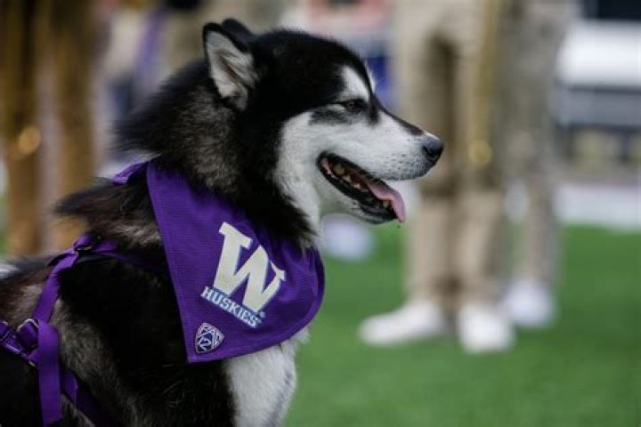 What is the mascot of Washington College?