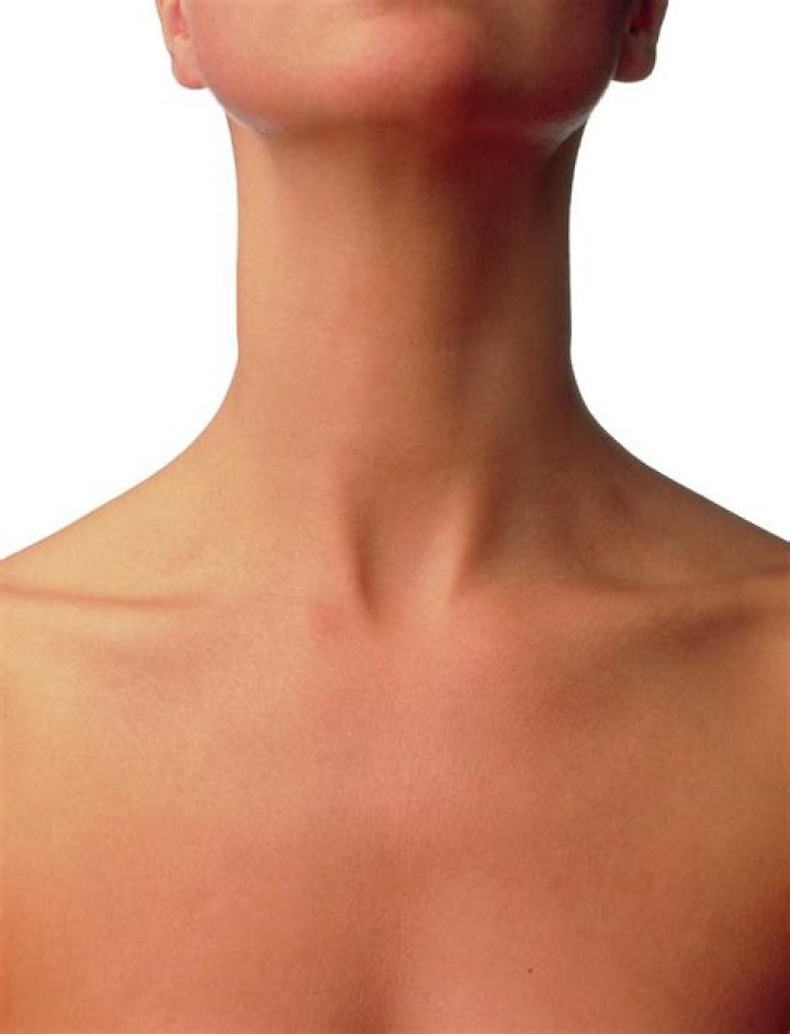 What is the neck and chest area called?