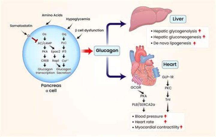 What is the role of glucagon in Glycogenolysis?