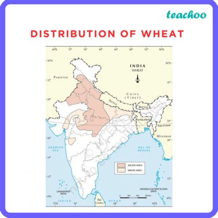 What is wheat price in India?