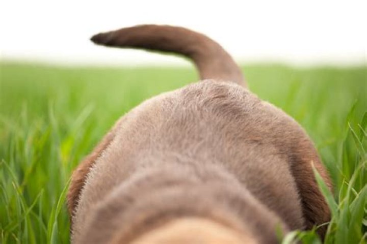 What is wrong with my dogs tail?