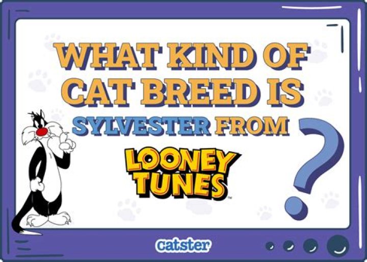 What kind of cat is Sylvester?