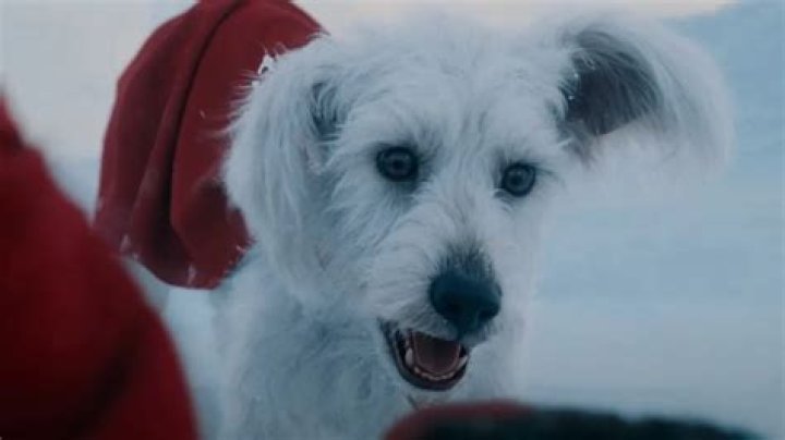 What kind of dog is in the Honda commercial?