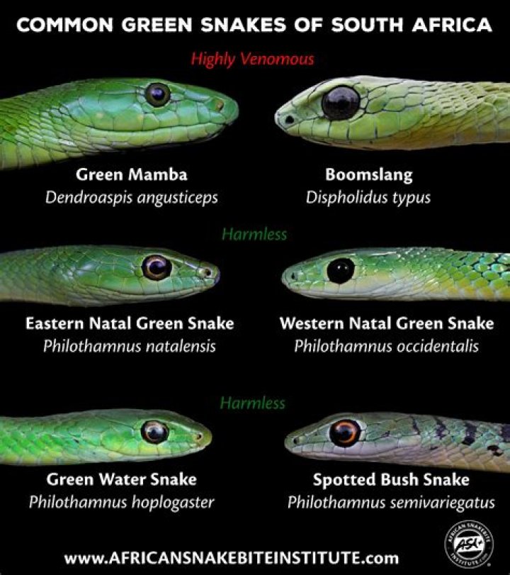 What kind of snakes are in Los Angeles?