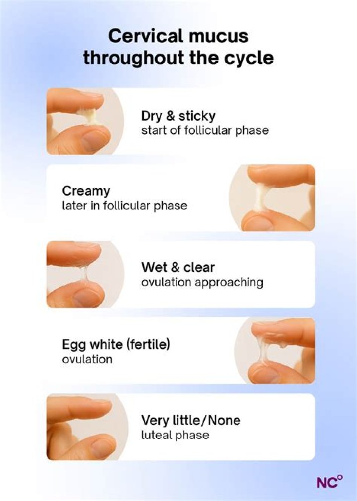 What makes cervical mucus thick?