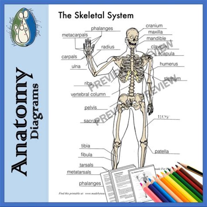 What other systems does the skeletal system interact with?