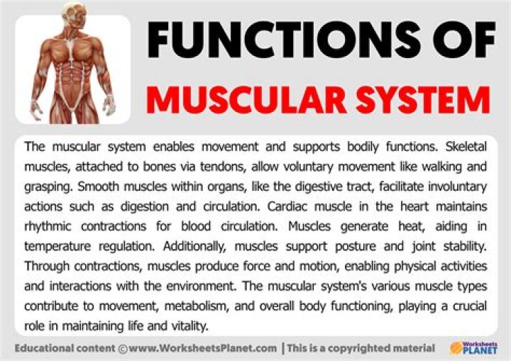 What role does the nervous system play in the muscular system?