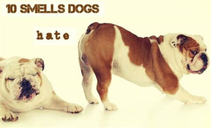 What smell repels dogs from pooping?