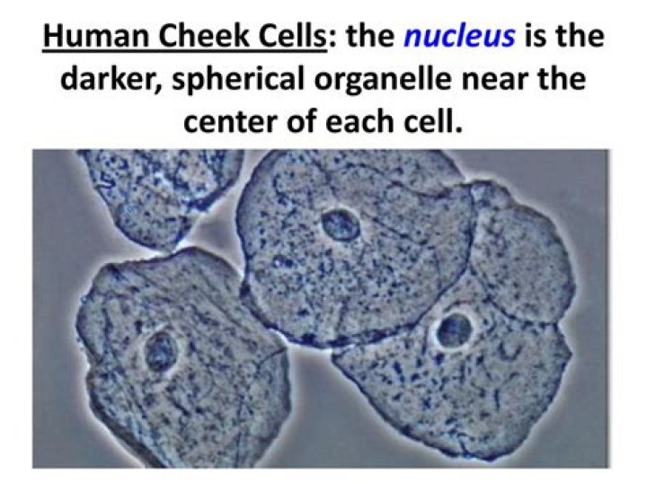 What structures are in cheek cells?