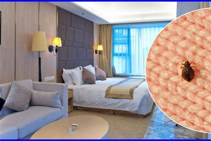 What to do if you sleep in a hotel with bed bugs?
