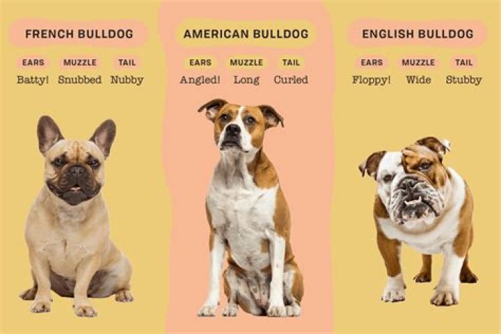 What traits does the English bulldog have?