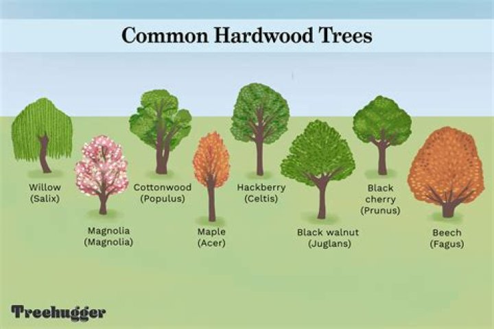 What trees are considered hardwood?