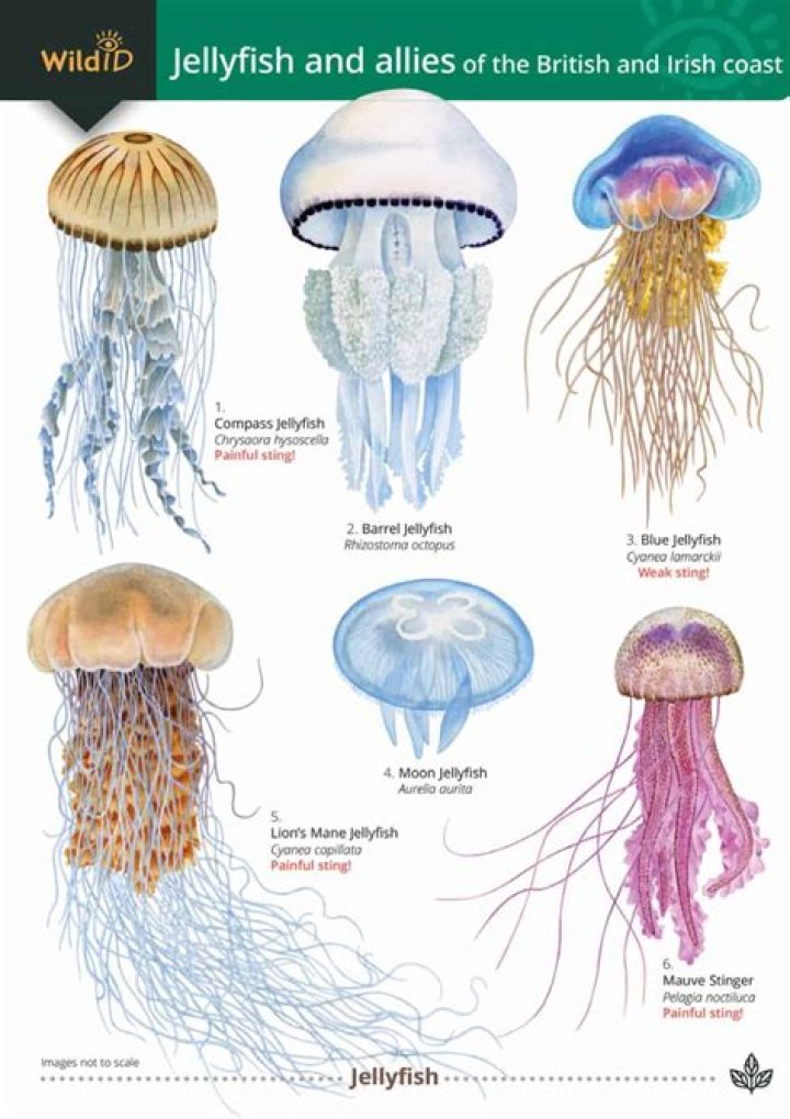 Where are crown jellyfish found?