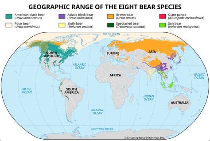 Where can I see bears in Montenegro?
