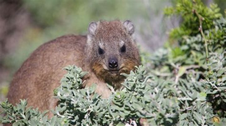Where do rock hyraxes live?