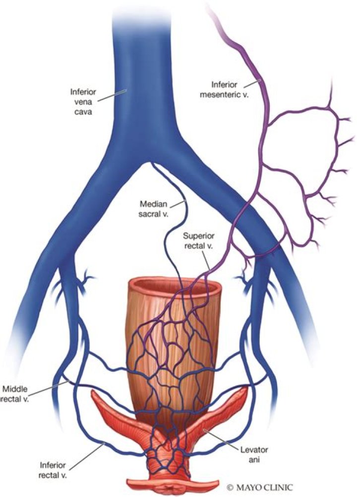Where does the superior rectal vein drain?