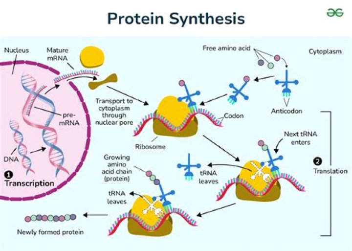 Where is protein synthesized in the body?