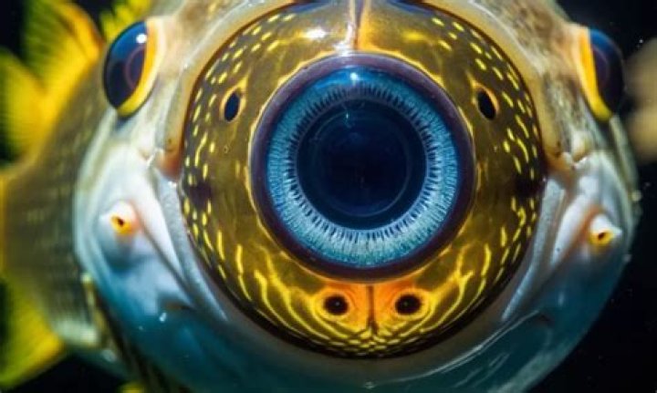 Which fish is blind from both eyes?