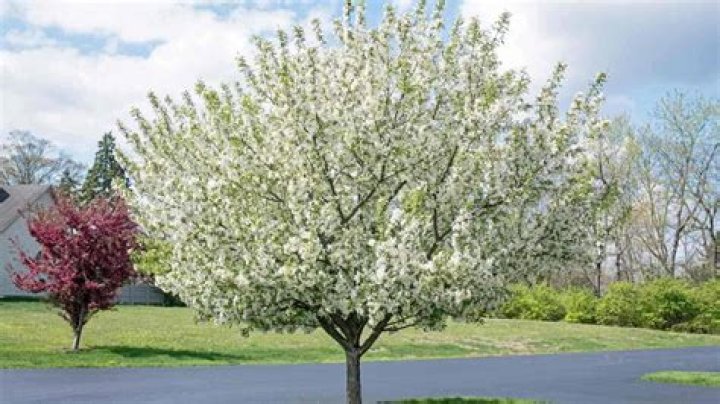 Which trees bloom in the spring?