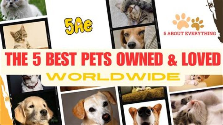 Who owned pets com?