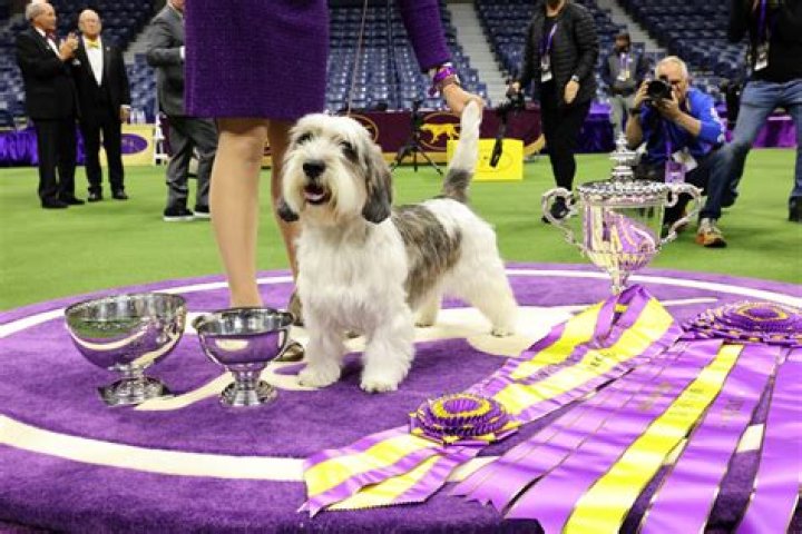 Who won 2020 Westminster Dog?