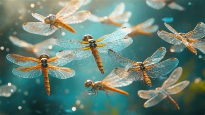 Why do dragonflies swarm?