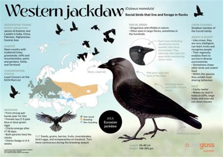 Why do some jackdaws have white feathers?