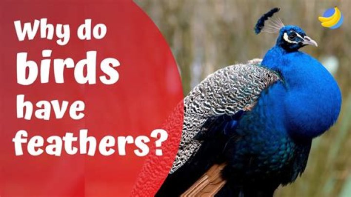 Why does my bird keep losing feathers?