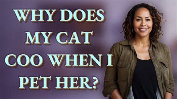 Why does my cat coo when I pet her?
