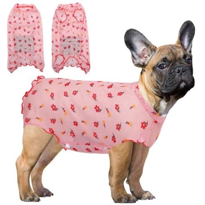 Why does my male dog hate other male dogs?