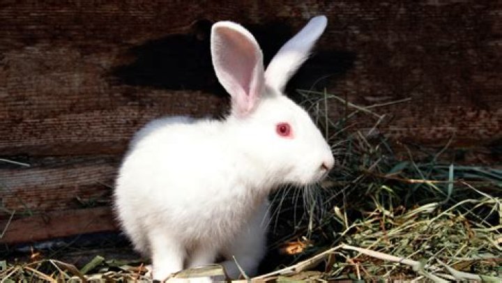 Why is it called White Rabbit project?