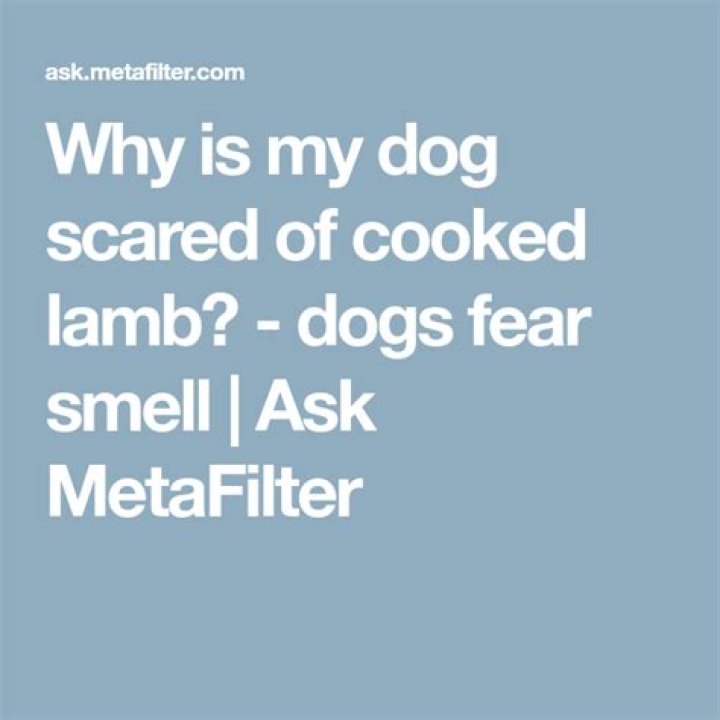 Why is my dog afraid of cooked lamb?