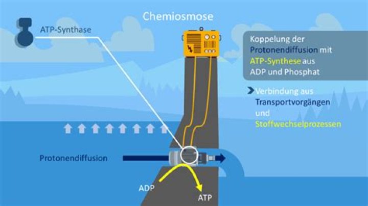 Wie funktioniert die ATP-Synthase?